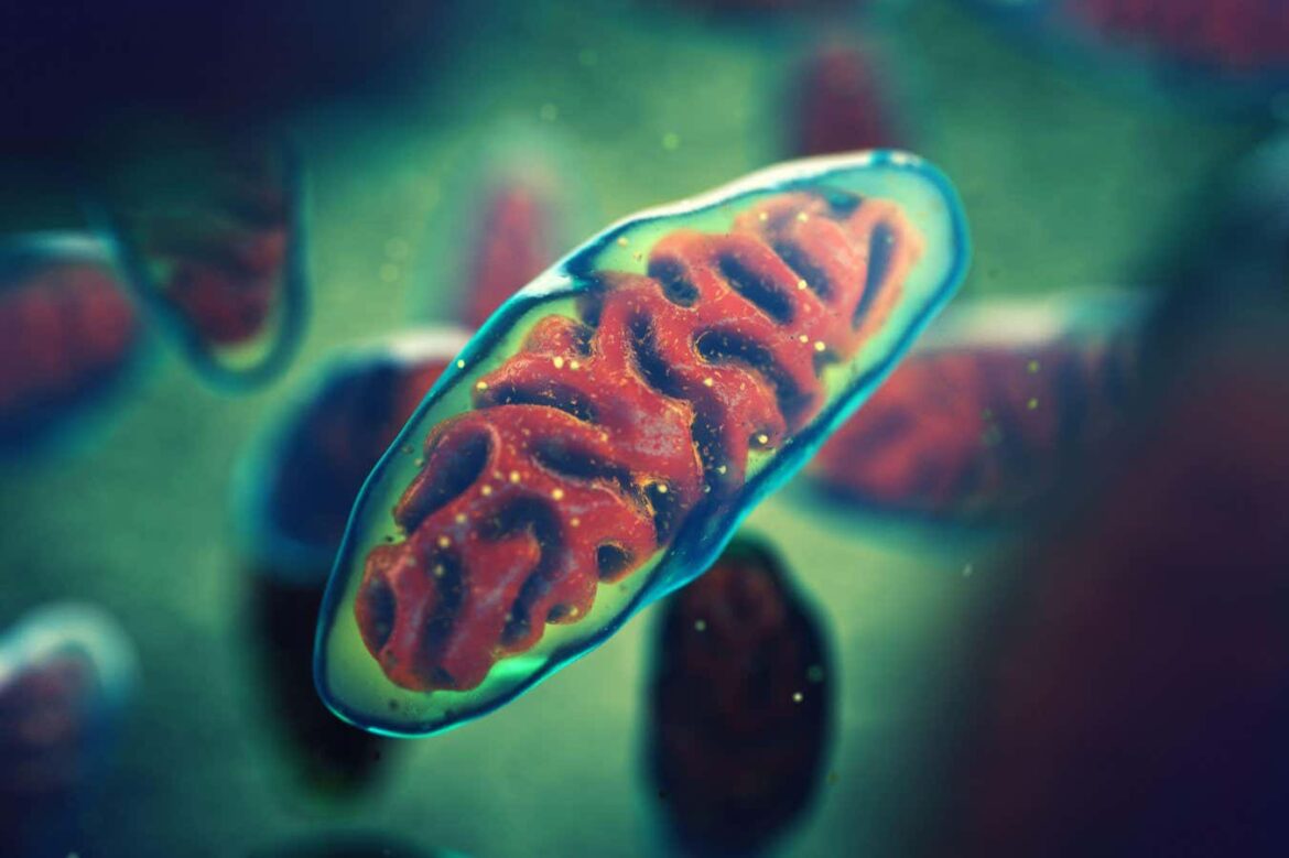 Children-conceived-using-mitochondria-from-a-donor-are-now-doing.jpg