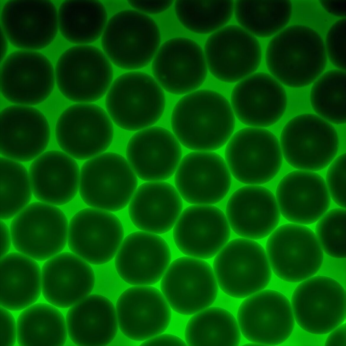 1756863906_Advanced-model-unlocks-granular-hydrogel-mechanics-for-biomedical-applications.jpg